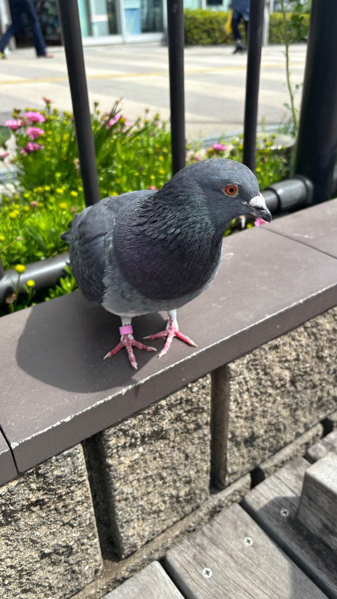 ノレー彡ン tweet media