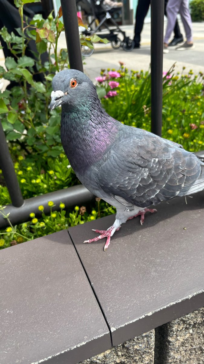 ノレー彡ン tweet media