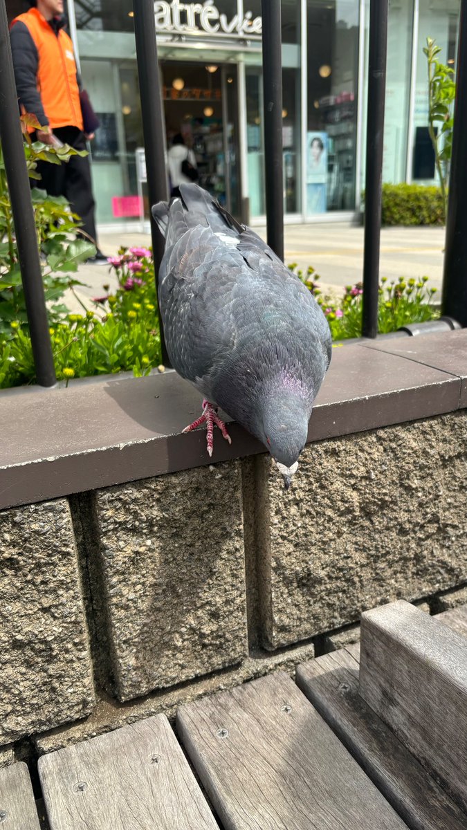 ノレー彡ン tweet media