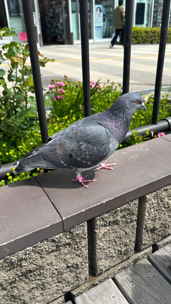 ノレー彡ン tweet media