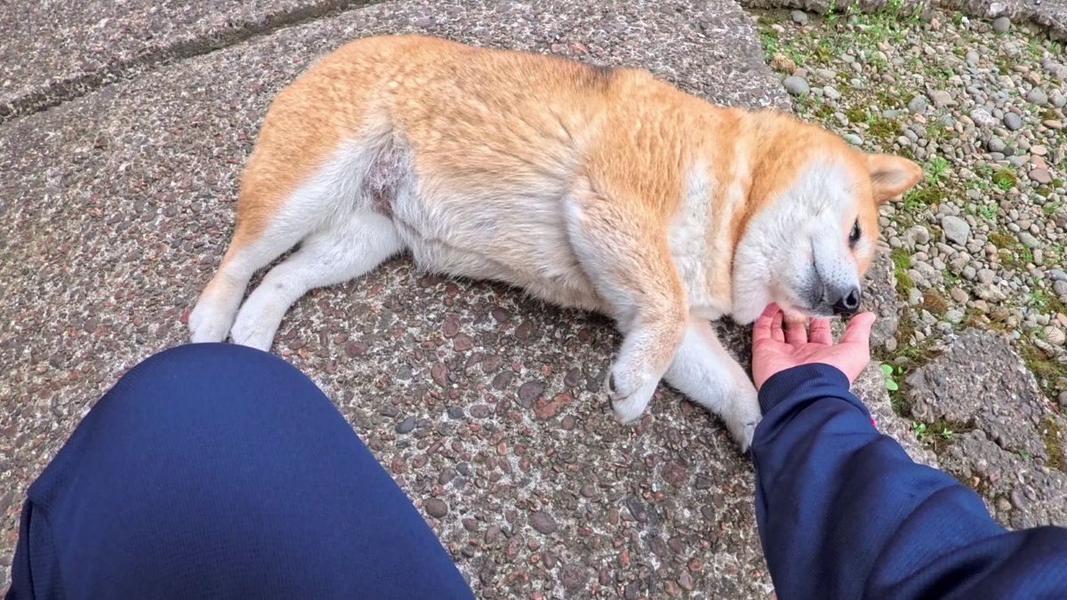 GMJpaCSCbuIDYDw's tweet image. 裏庭に落ちてる末っ子ちゃん
#dog #shiba #犬 #柴犬 #丸柴 #犬のいる生活 #柴犬がいる暮らし
くわしくはコチラから
youtu.be/9gkxsJ8ODGo @YouTube