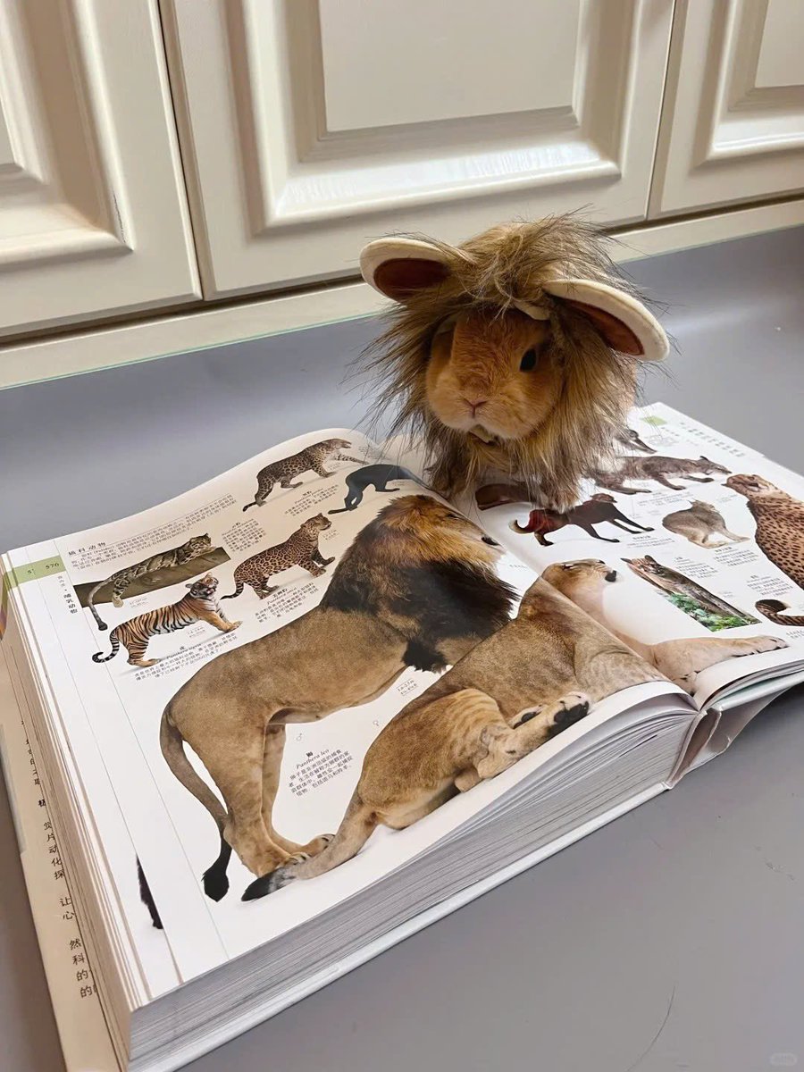 Why you should have a rabbit tweet media