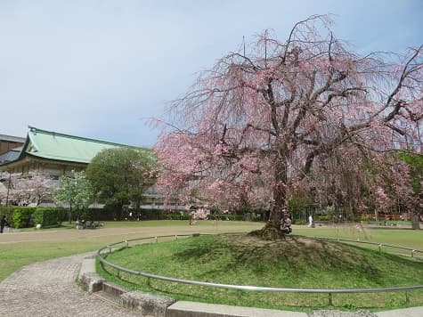 Kyoto no T tweet media