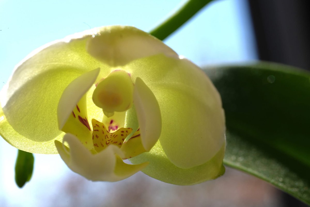 Morrow_M's tweet photo. 胡蝶蘭の花が咲きました。
小さなポットで、週一の水やりだけで育てました。
＃胡蝶蘭
#コチョウラン
＃小さなコチョウラン https://t.co/5wiy66HY6j