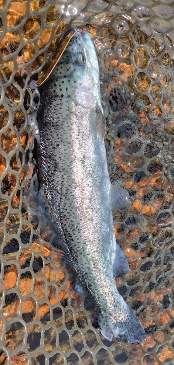 きくち ルアーフィッシング KIKUCHI LURE FISHING tweet media