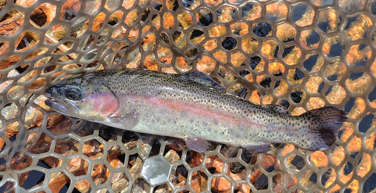 きくち ルアーフィッシング KIKUCHI LURE FISHING tweet media