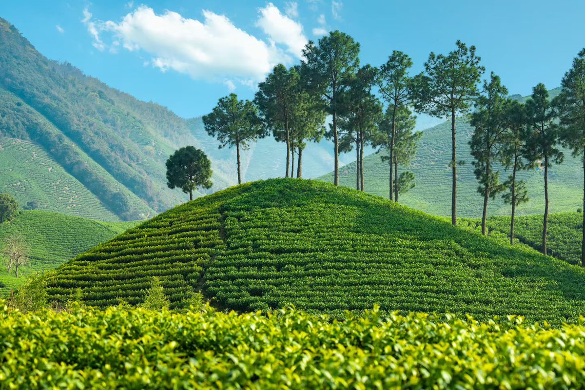 shellbaby1010's tweet photo. ��间四月天，来安吉，上春山☺
April's a great time to come to Anji for the views and some tea. https://t.co/6bvPeh1iMt
