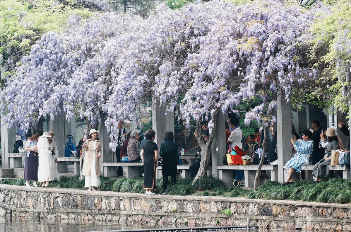 zhu_alice50849's tweet image. Cascading wisteria turns spring into the gentlest poetry.
 #WisteriaBloom #RomanticSpring 🌿✨