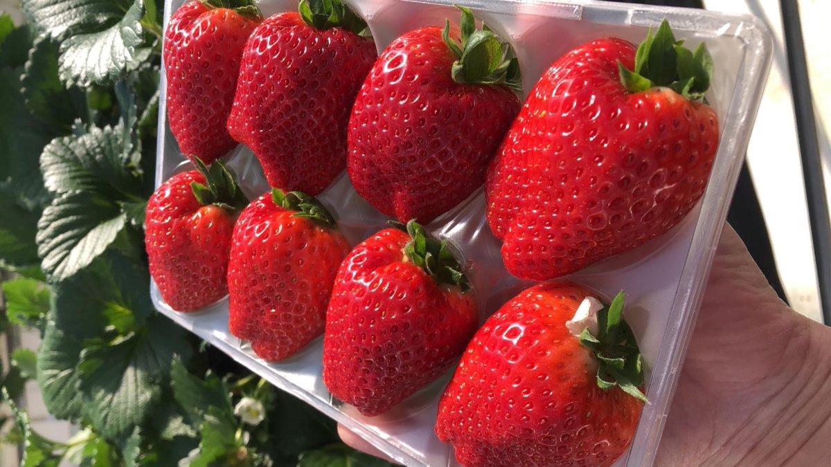 食べチョク【公式】🍓🍊🌾生産者直送の産直通販サイト tweet media