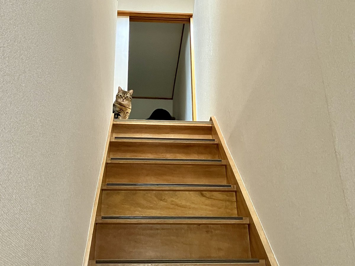 あるもあ(Almoa)👻 tweet media