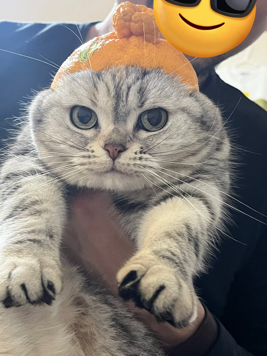 219ume's tweet photo. 猫 https://t.co/fmrTvrkDK7