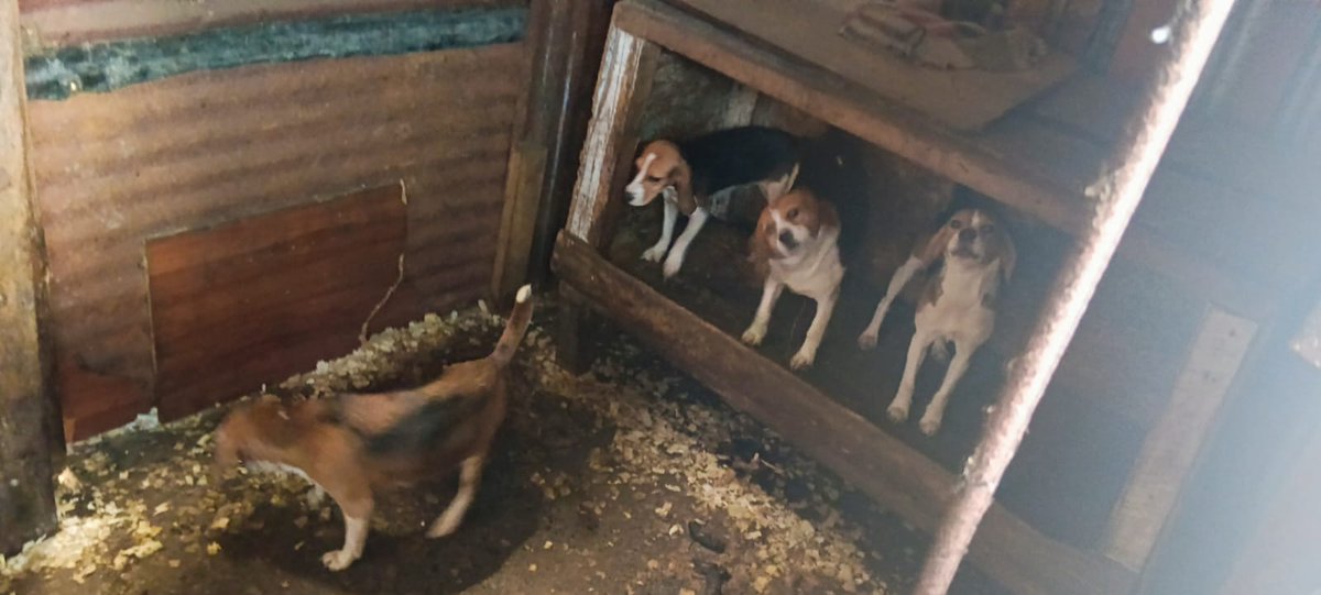 GRAVE SITUACIÓN DE MALTRATO ANIMAL EN VICTORIA
En el sector eriazo donde antiguamente funcionaba la feria Villarrica, se ha detectado la existencia de dos caniles clandestinos que mantienen a más de veinte perros en condiciones alarmantes. lasnoticiasdemalleco.cl/emergencia/gra…