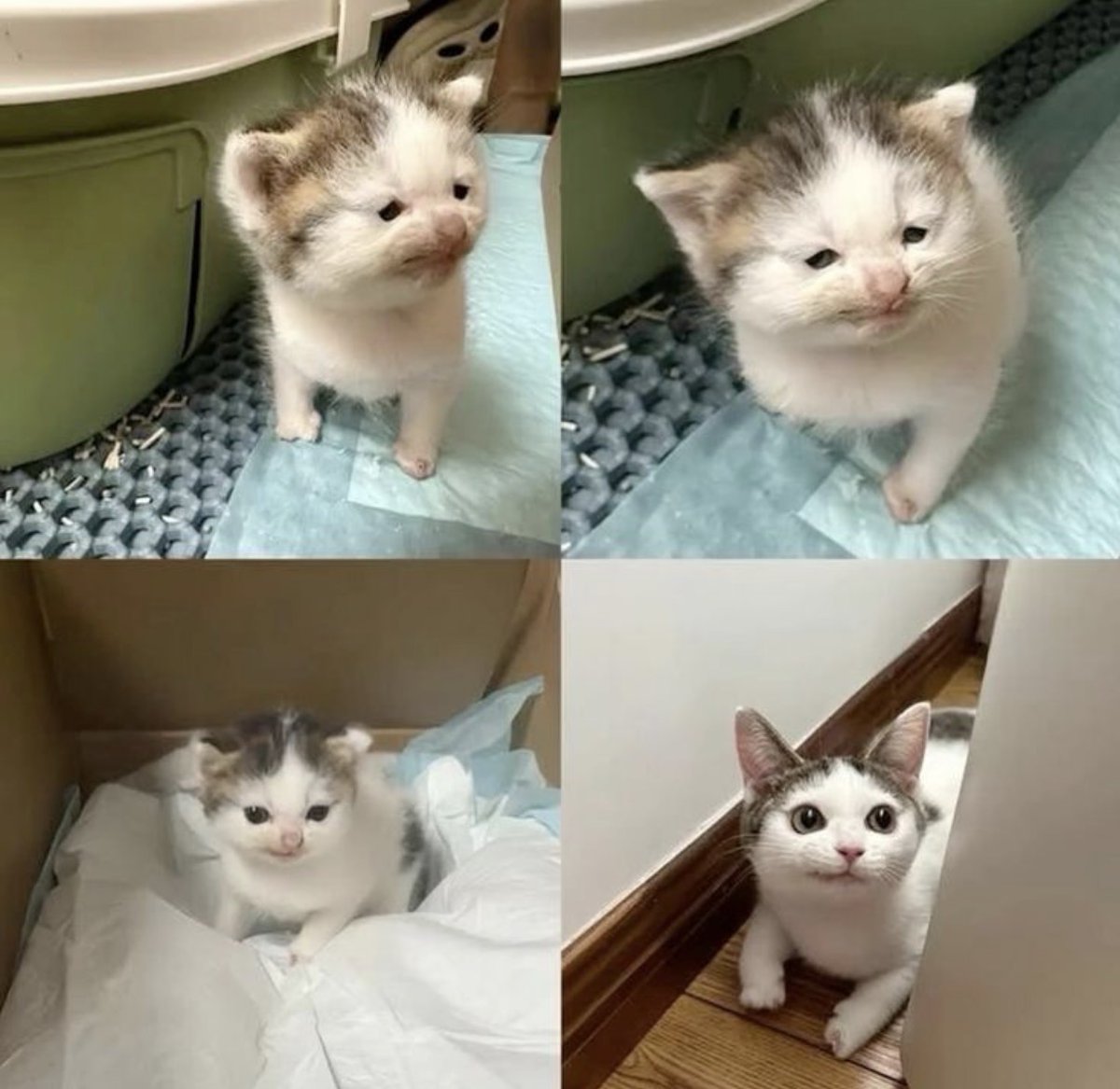 cats with powerful aura tweet media