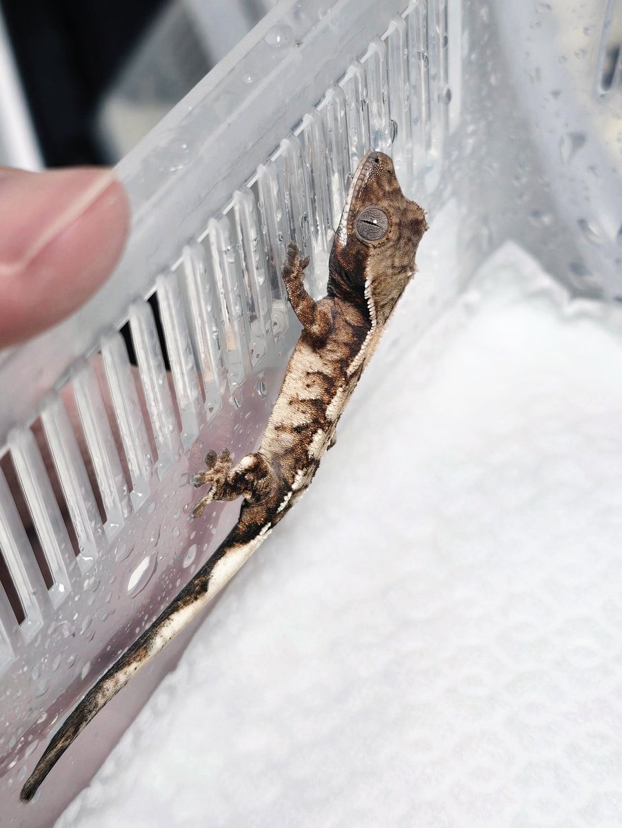 직접 해칭한 세이블 베이비❤️
화이트월 쭉쭉 올라온다 ><