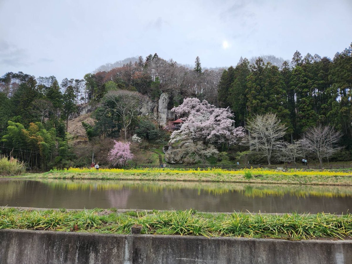 桜と菜の花の共演！