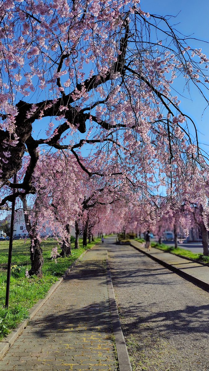 ほまれ酒造 tweet media