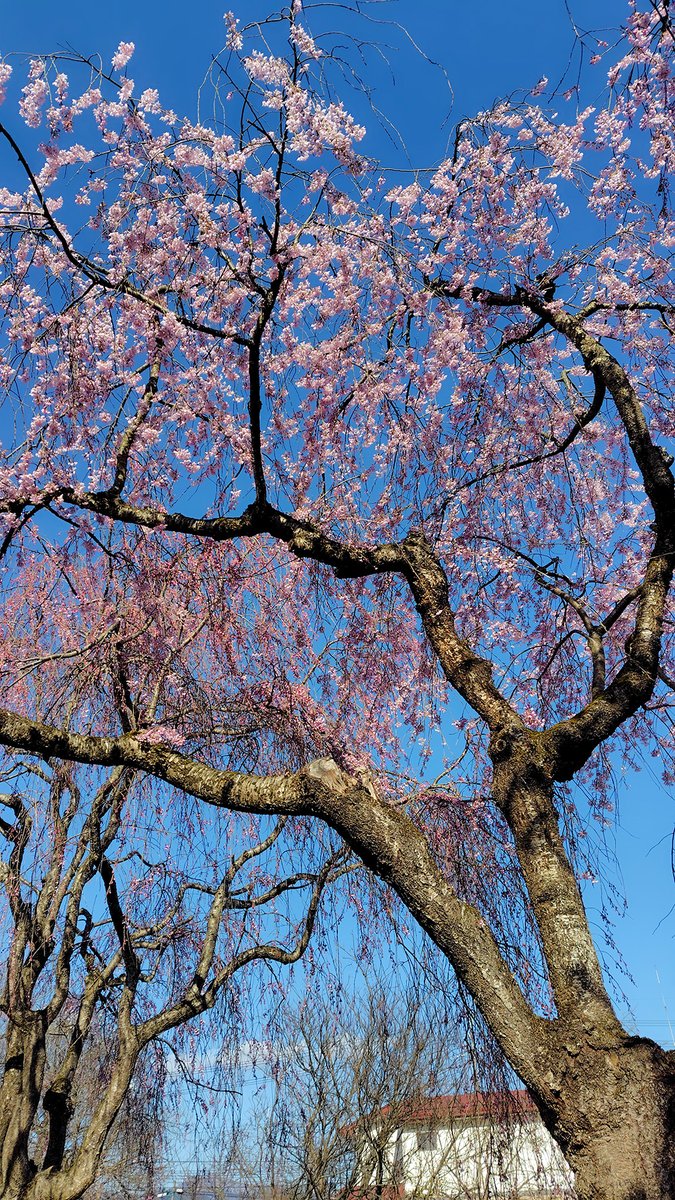 ほまれ酒造 tweet media