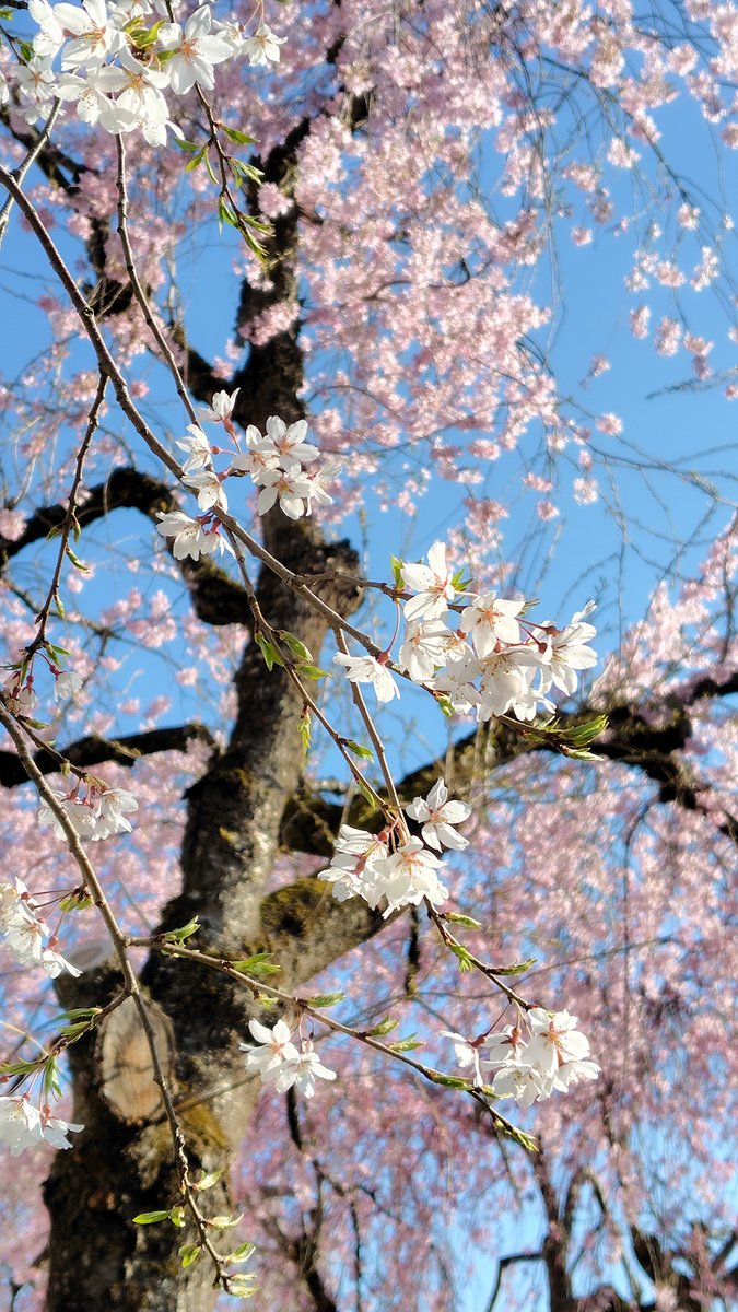 ほまれ酒造 tweet media