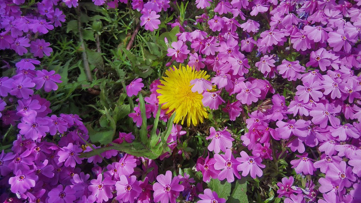 高速なレッドマウス@2026年4月なのです！春ですねぇ… tweet media