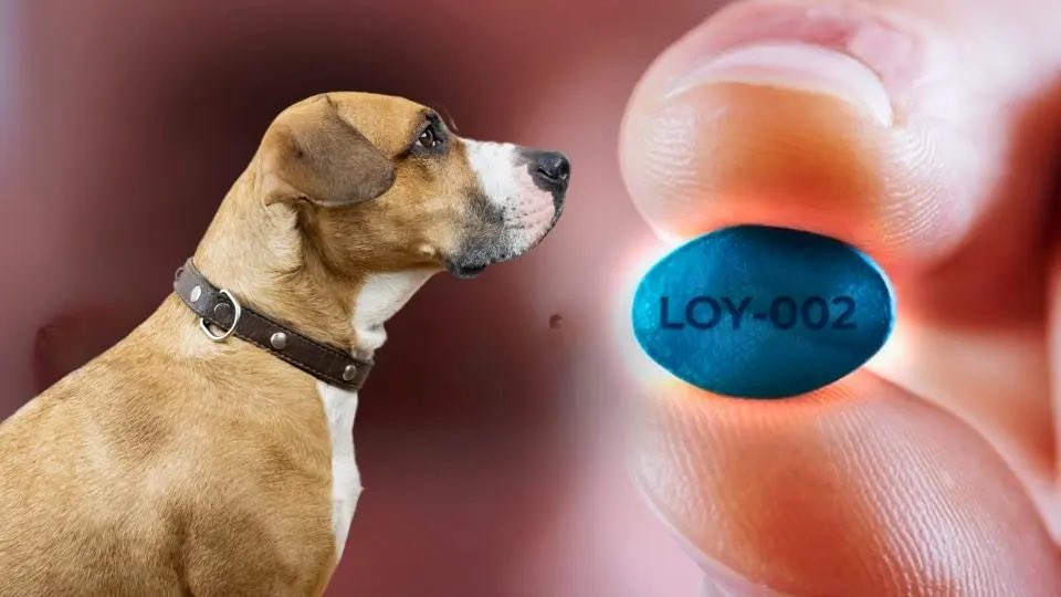 #ULTIMAHORA: Píldora con sabor a carne que puede extender la vida de un perro varios años estará disponible en el mercado el próximo año. La empresa biotecnológica Loyal está desarrollando la LOY-002, una píldora diaria con sabor a carne para perros senior 10+ años y 14+ libras.