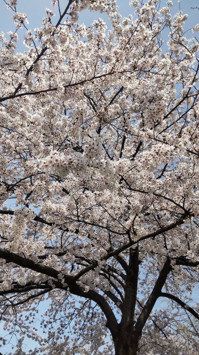 2929500tts's tweet photo. 満開 https://t.co/lV796CIVr8
