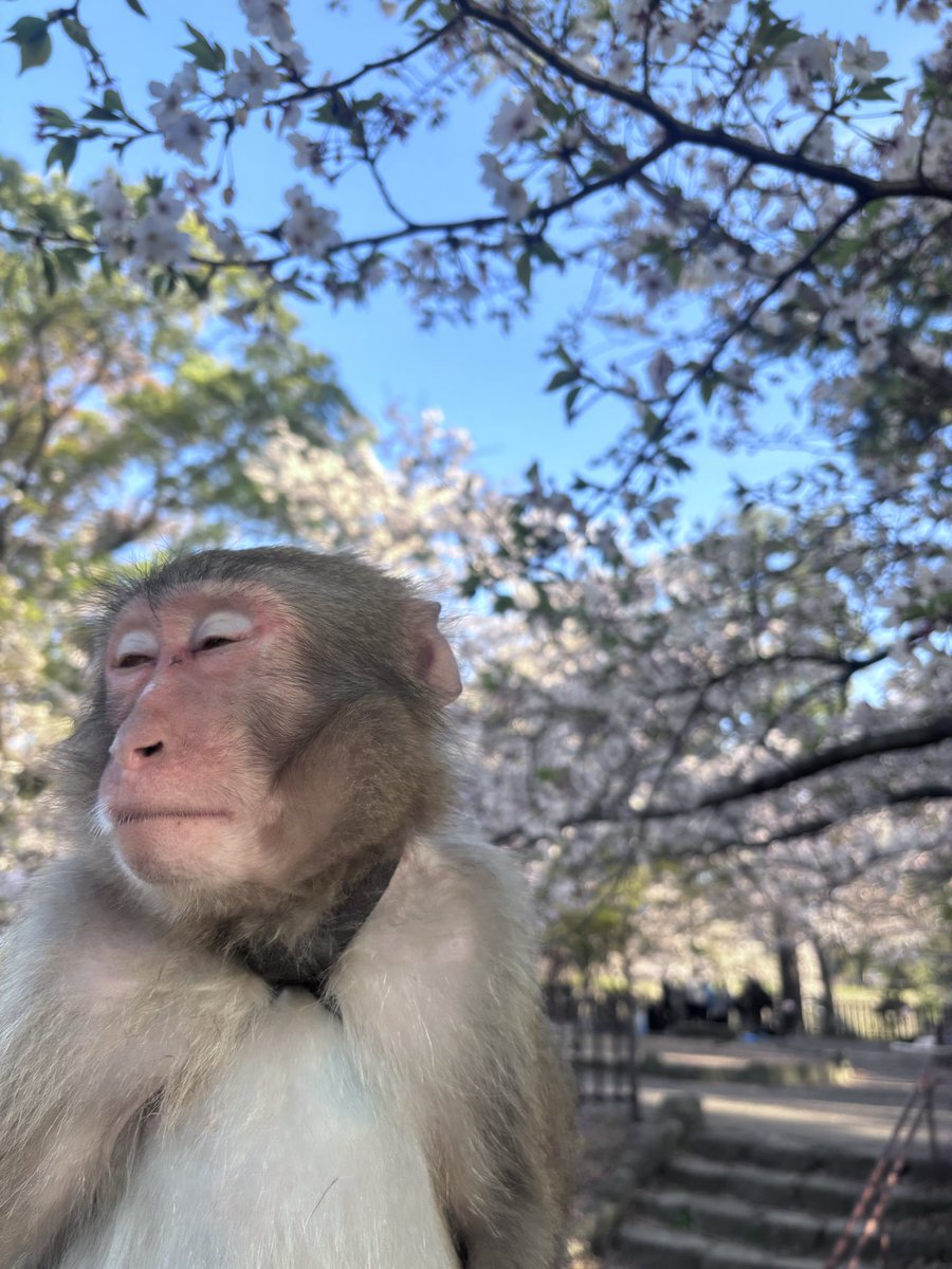 0523_gen's tweet image. Gen事故画。大好物。かわいい。

#monkey #ニホンザル