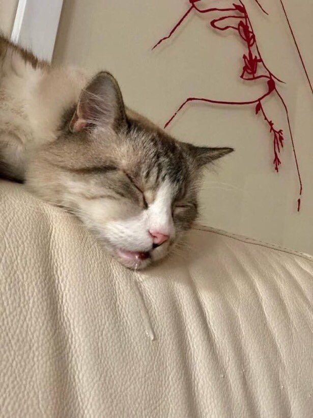 猫しか勝たん tweet media