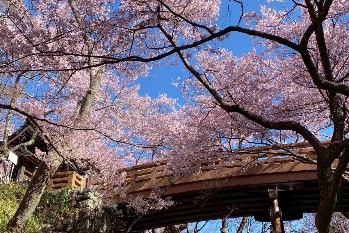 panorama_inashi's tweet photo. ˗ˏˋ 天下第一の桜 🌸 散りはじめ ˎˊ˗
春風にひらひらと舞うような今朝の高遠城址公園  お堀の池では花筏が浮かびこの時期にしか見られない情景が広がります

いっせいに舞う桜吹雪も『天下第一の桜』の魅力のひとつ

ぜひ桜との一期一会をお楽しみください
 #高遠城址公園 

https://t.co/JOpcTtNPWJ https://t.co/iE0O2nF1xx