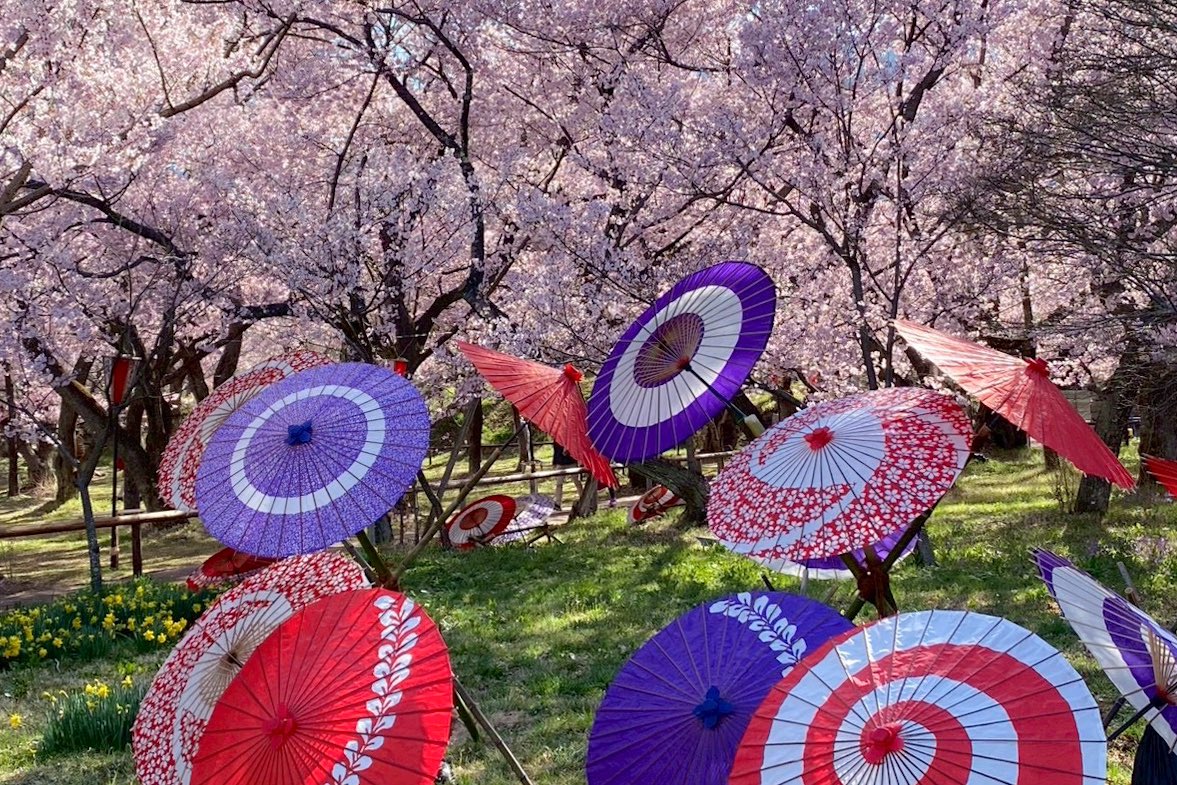 panorama_inashi's tweet photo. ˗ˏˋ 天下第一の桜 🌸 散りはじめ ˎˊ˗
春風にひらひらと舞うような今朝の高遠城址公園  お堀の池では花筏が浮かびこの時期にしか見られない情景が広がります

いっせいに舞う桜吹雪も『天下第一の桜』の魅力のひとつ

ぜひ桜との一期一会をお楽しみください
 #高遠城址公園 

https://t.co/JOpcTtNPWJ https://t.co/iE0O2nF1xx