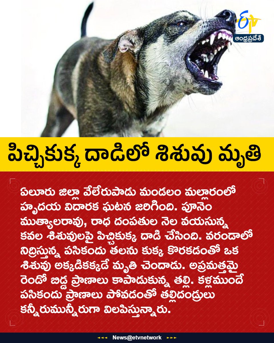 etvandhraprades's tweet photo. #Eluru
#StrayDogMenace
#AndhraPradesh
#InfantDeath
#Etvapbreaking https://t.co/HhXxizaVjU