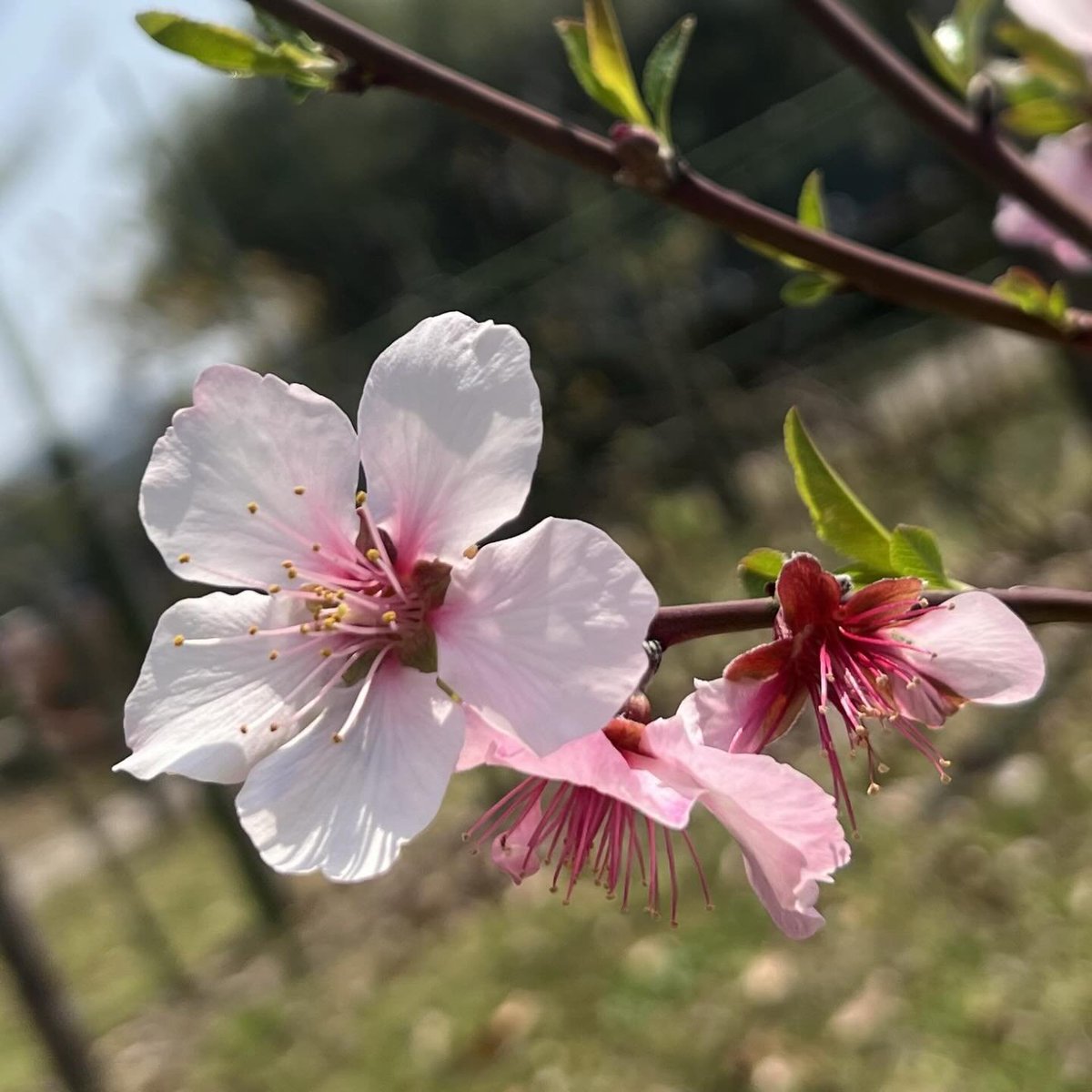 up_5t's tweet photo. 🌸アーモンドの花🌸 https://t.co/jxKeDOKbAn