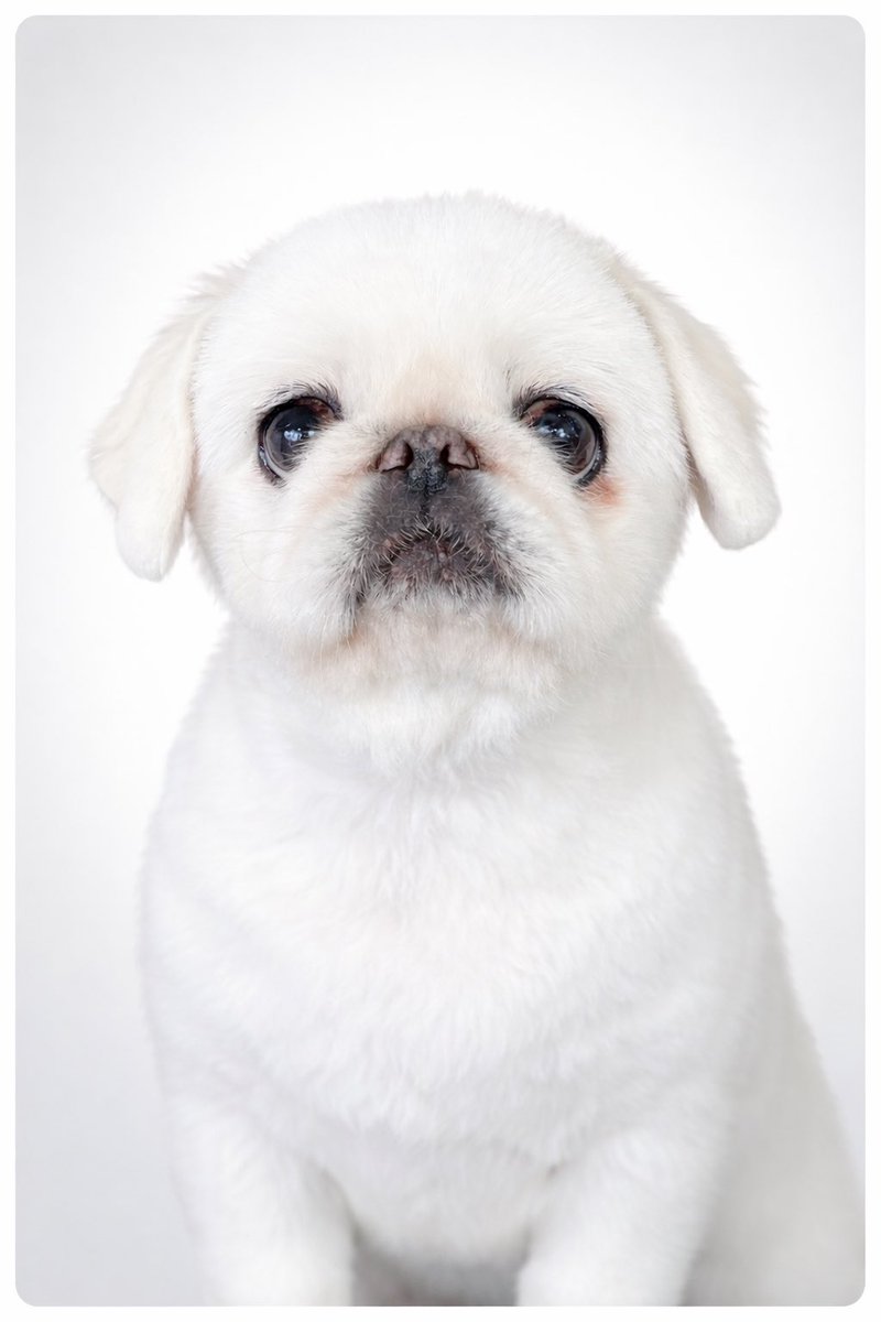 氏名 パンちゃん
生年月日 2017年8月11日
資格
草花臭気鑑定士 2級
台所落下物捜索委員会 委員長