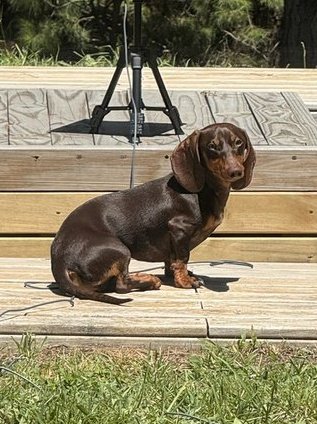 Libertario tweet media