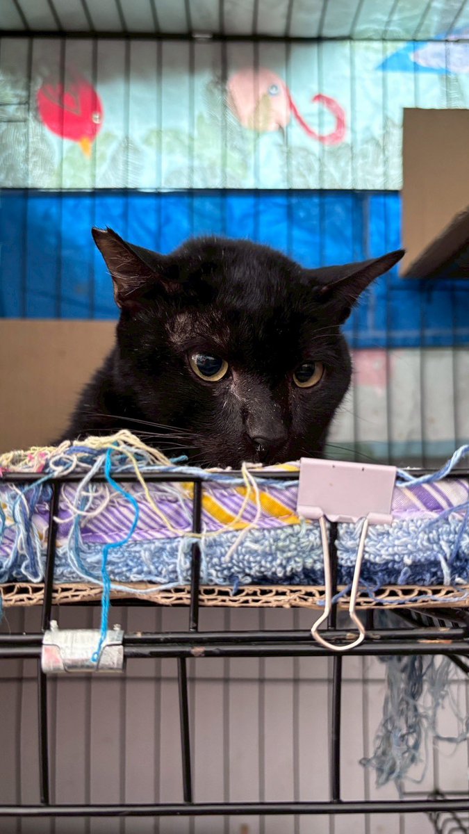 JohnJud | CUVET Animal Welfare Club tweet media