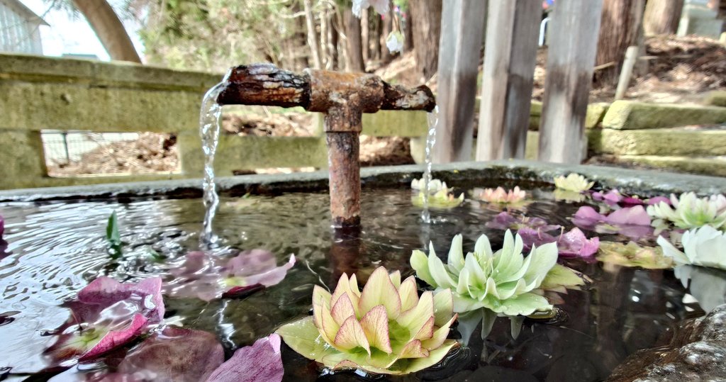 ぽむ👾@愛猫投稿bot tweet media