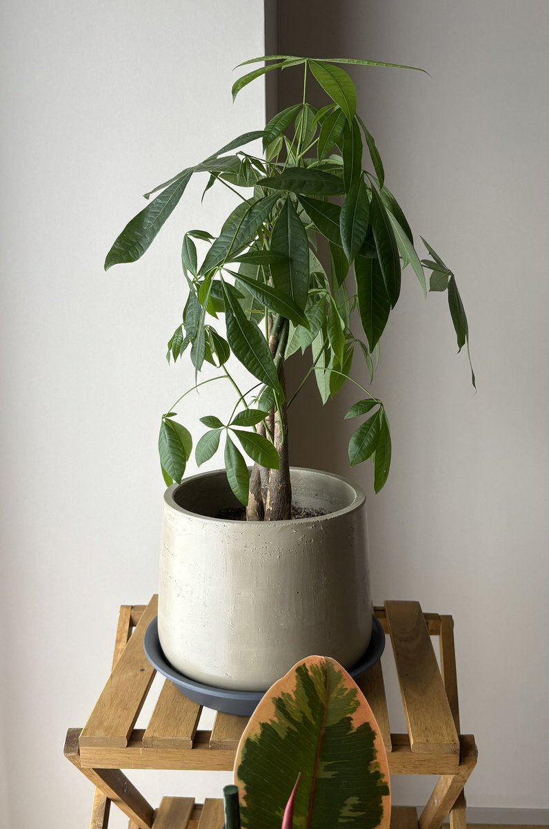 雁須磨子 tweet media