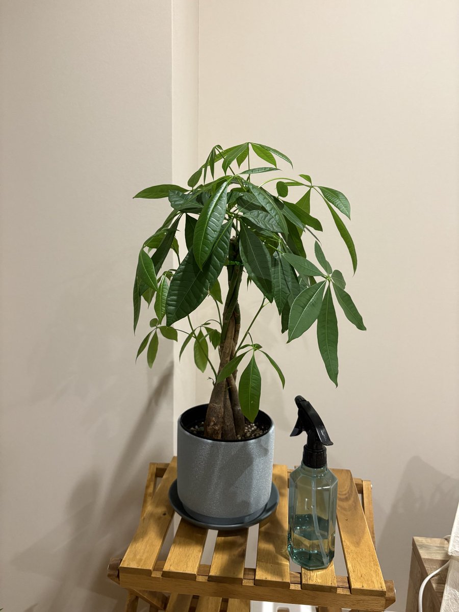 雁須磨子 tweet media