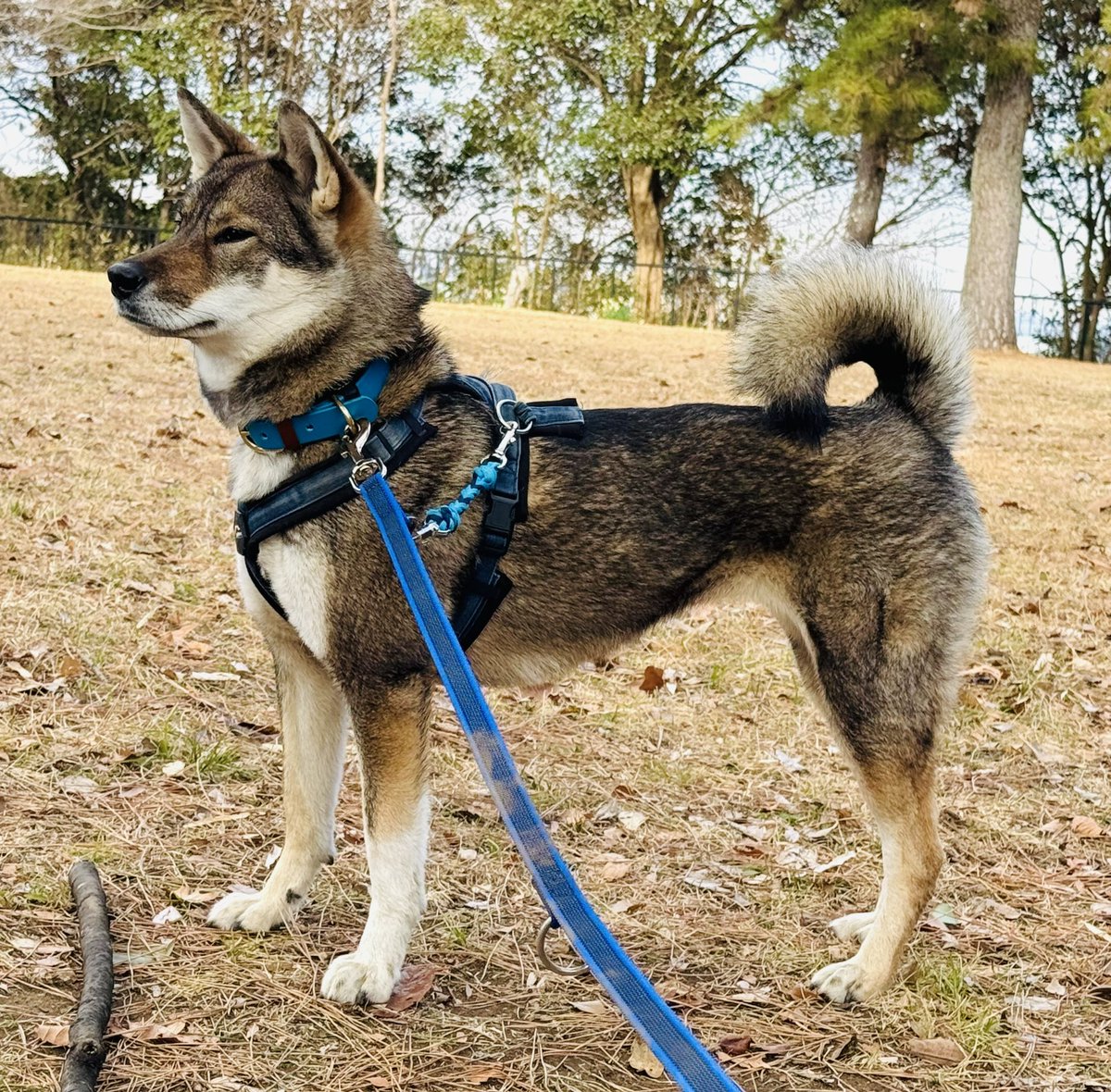 補足失礼します 土佐犬(正式名､土佐闘犬)は日本在来犬の四国犬と様々な