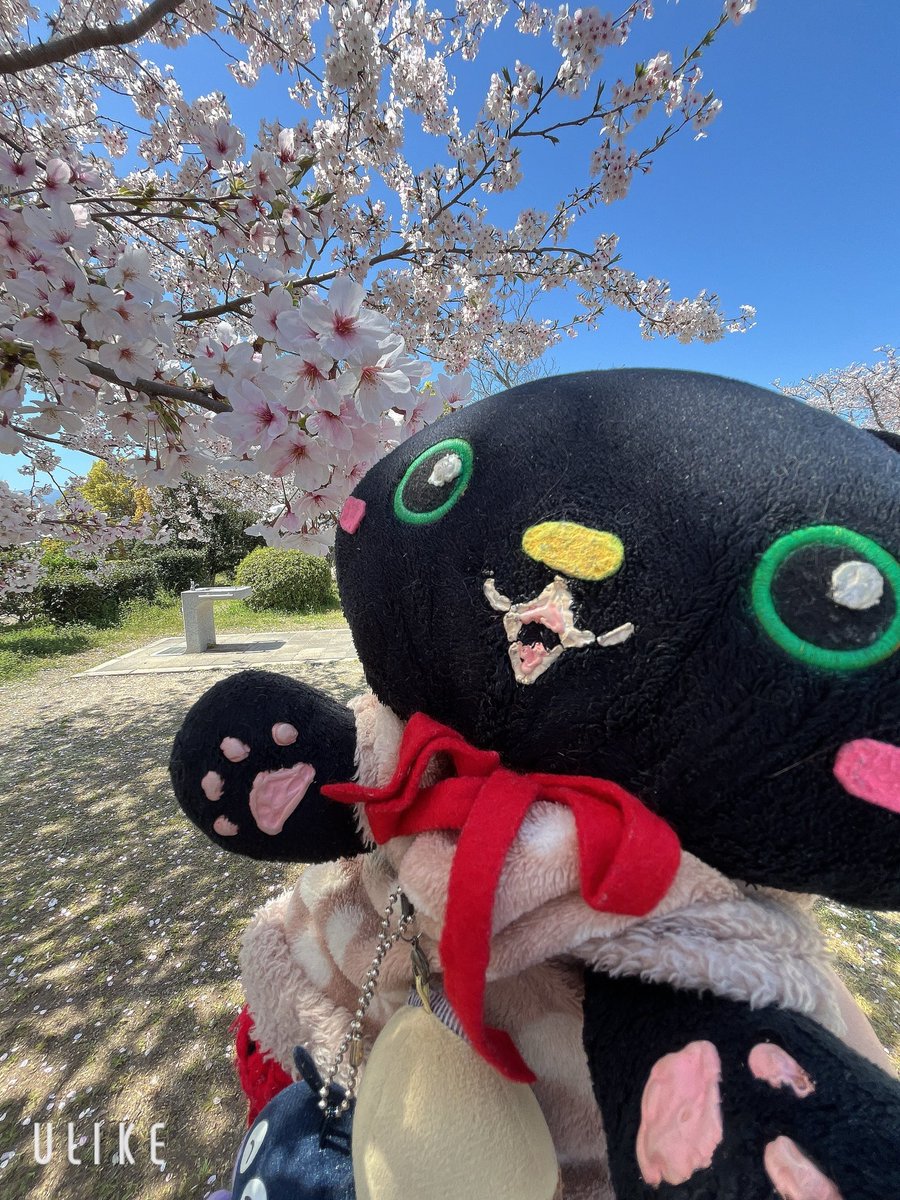 にゃんこマン tweet media
