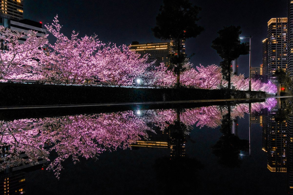 アンモナイト tweet media