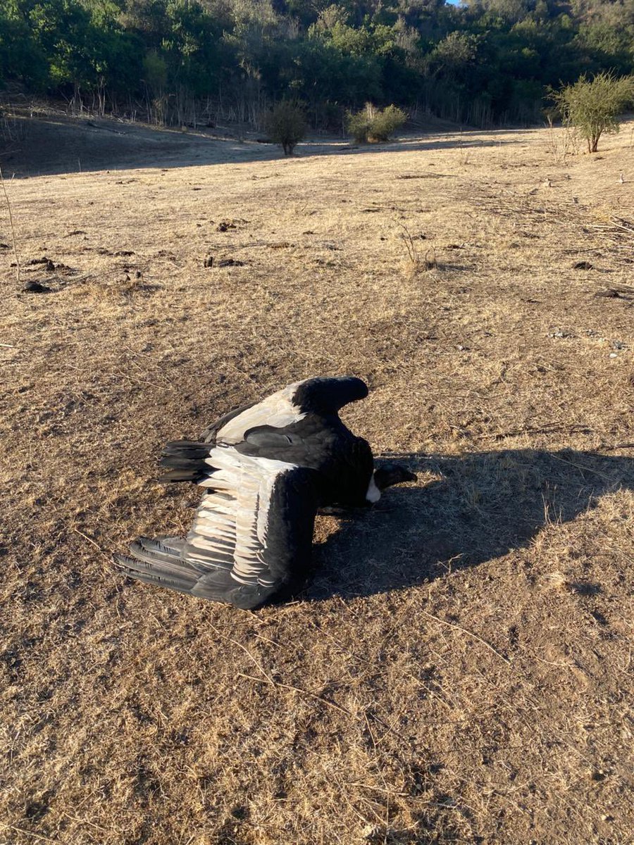 José Luis Brito M. tweet media