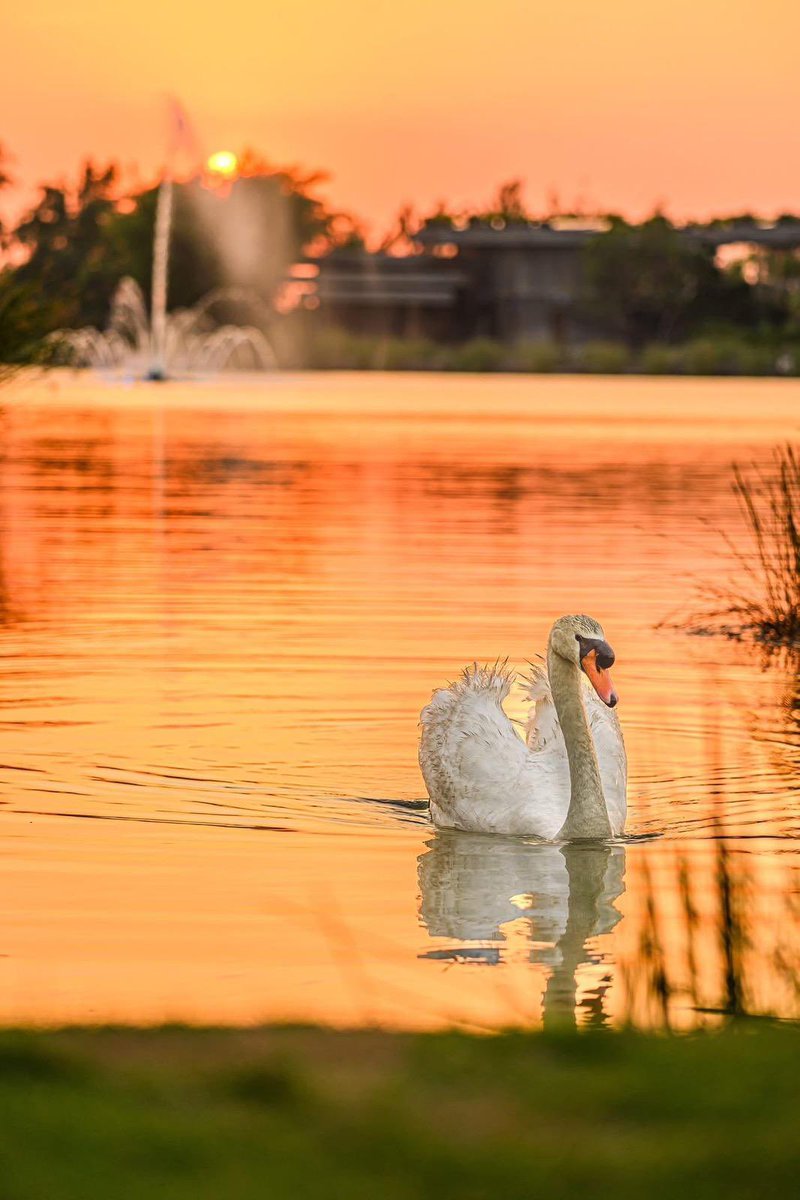 AbbeyLehoang's tweet image. Ngắm hoàng hôn tại Eco Retreat 🍀🍀
#Ecopark #Ecoretreat #TayNinh #HoangHon #LongAn