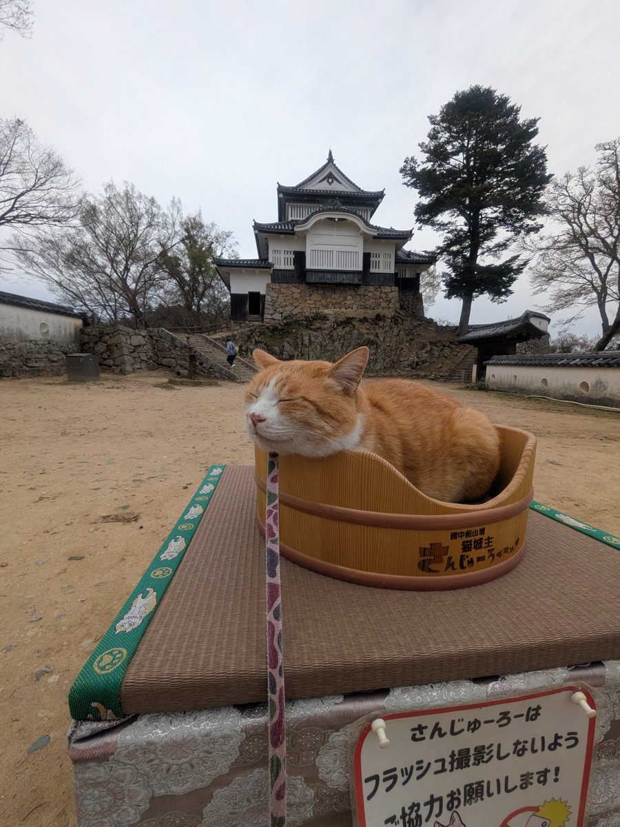 ぴんきー（実はぴょんきー）🐺💛 tweet media