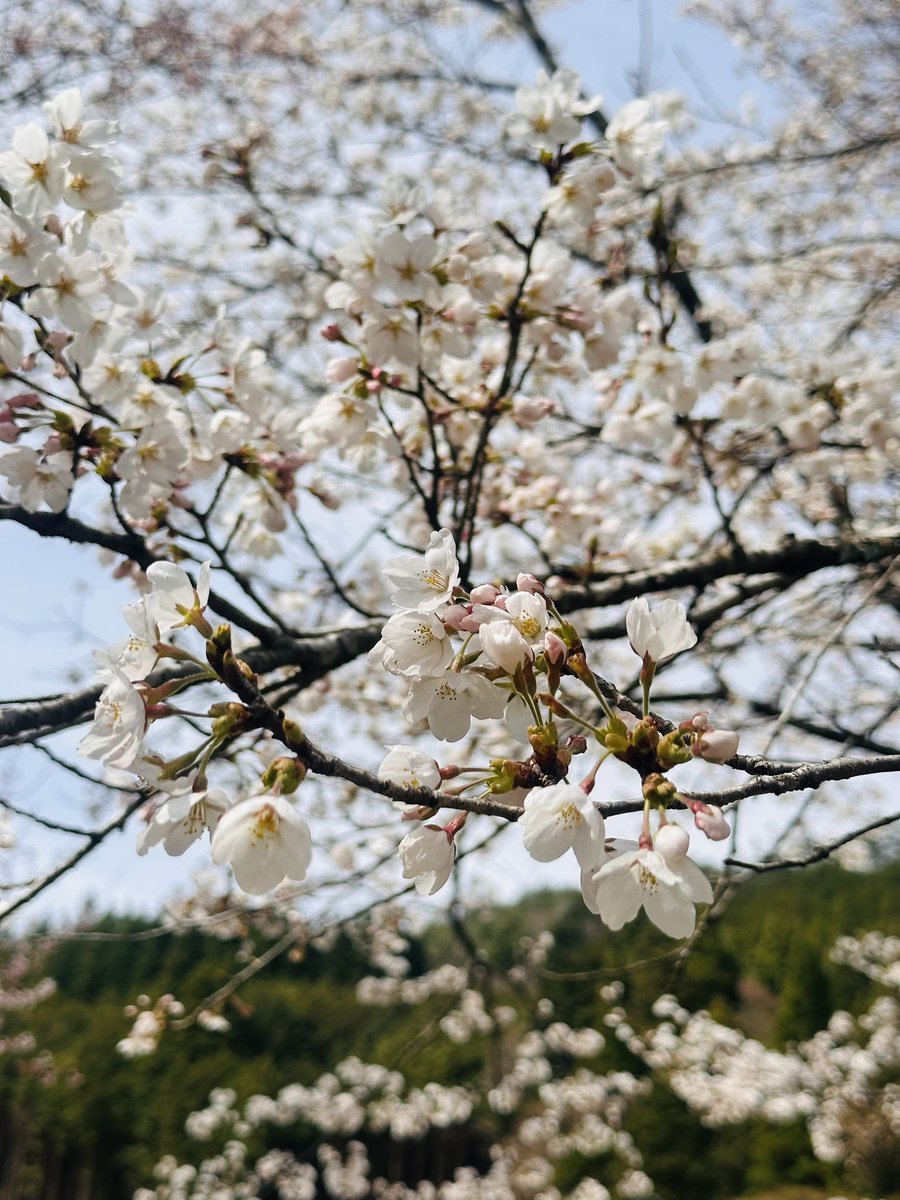 take_2DESU's tweet image. 暑さの耐性がない🥹えらい🥵

昼ラン8㌔

#STEPN
#STEPNGO
#昼ラン
#ランニング

桜がきれいなところまでラン🏃‍♀️‍➡️