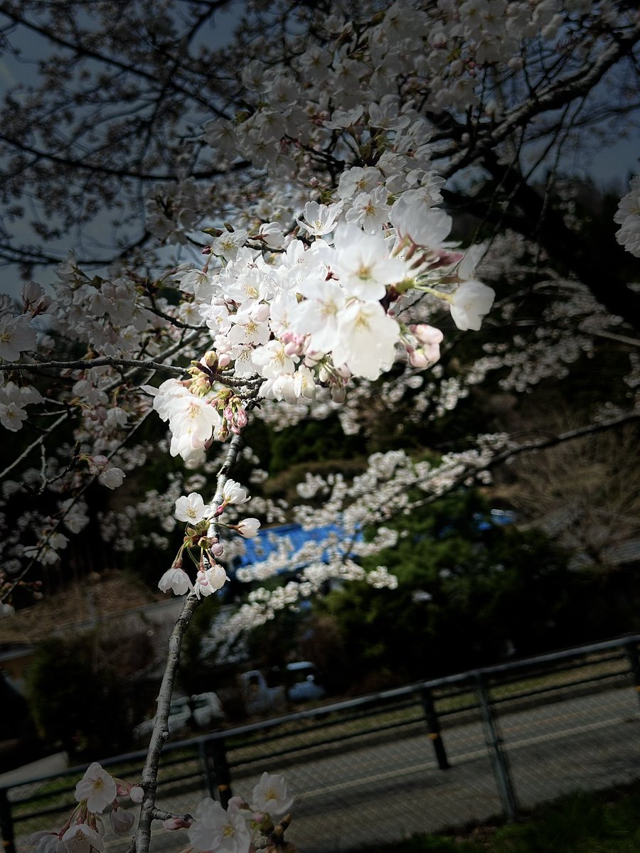 take_2DESU's tweet image. 暑さの耐性がない🥹えらい🥵

昼ラン8㌔

#STEPN
#STEPNGO
#昼ラン
#ランニング

桜がきれいなところまでラン🏃‍♀️‍➡️