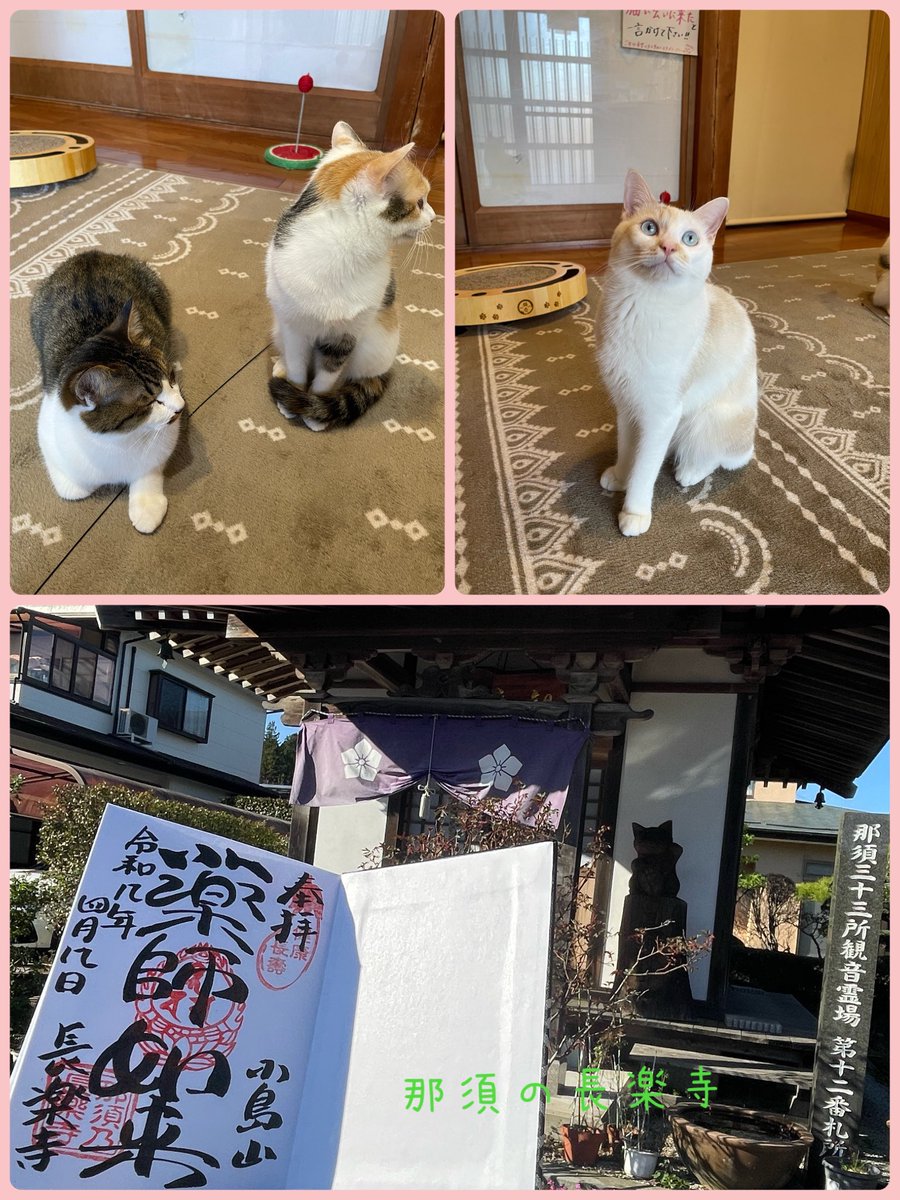 listoad_lipanj's tweet photo. 栃木県大田原���にある法輪寺と那須町にある那須の長楽寺へ行ってきました。
法輪寺は西行桜が目的で見られて良かった☺️
那須の長楽寺は去年メンバーになった3ニャンに会いたくて。
お願い事もバッチリしてきました。

#INI_MINI祈願部 https://t.co/7eW44stl9M