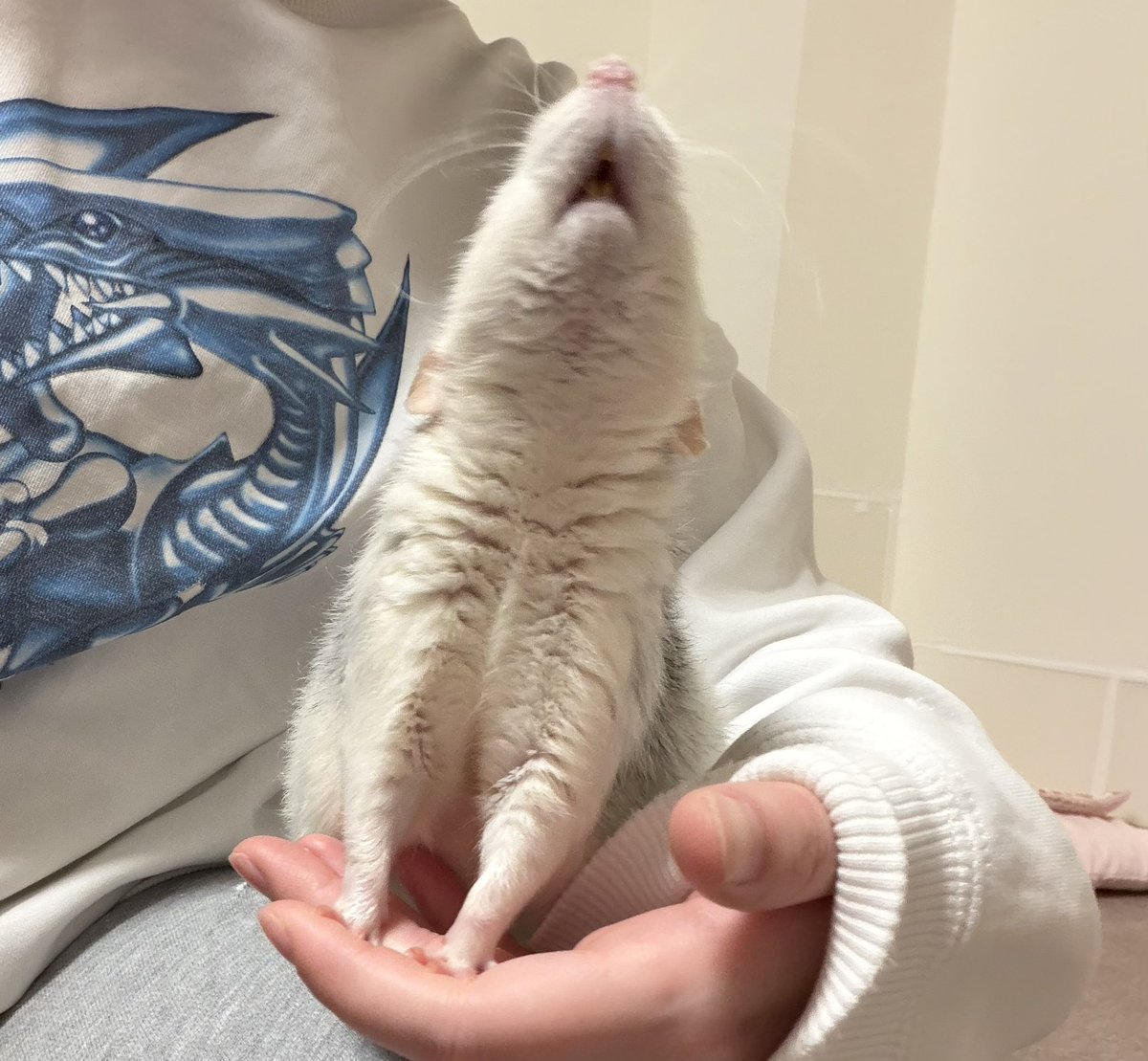 쥐배자 tweet media