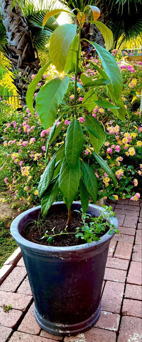 O’Hare Trade•Dude Diligence 🐢🏴☠️🇺🇸 tweet media