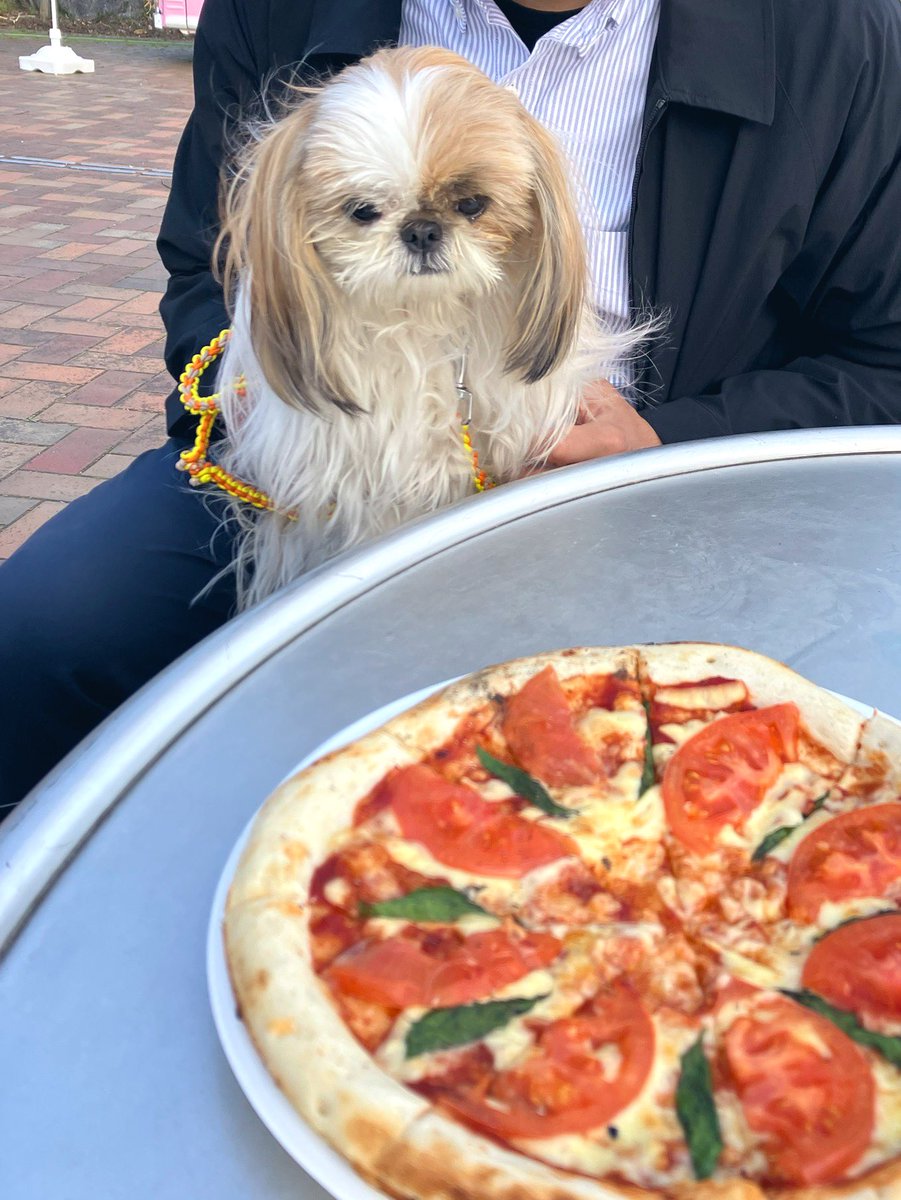 小顔シーズーこまちゃん tweet media