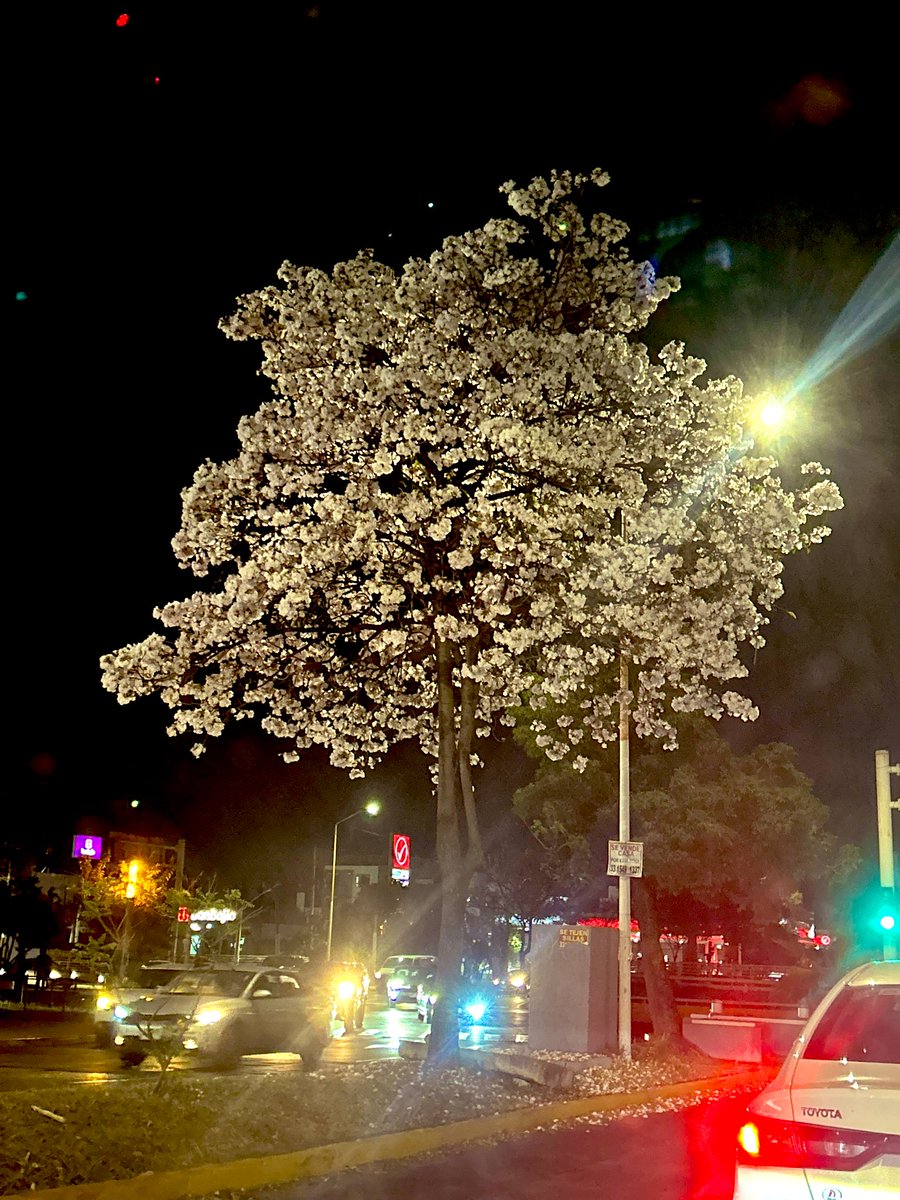 Tulia Ciceronis, Princeps Senatus, Mater Patriae tweet media